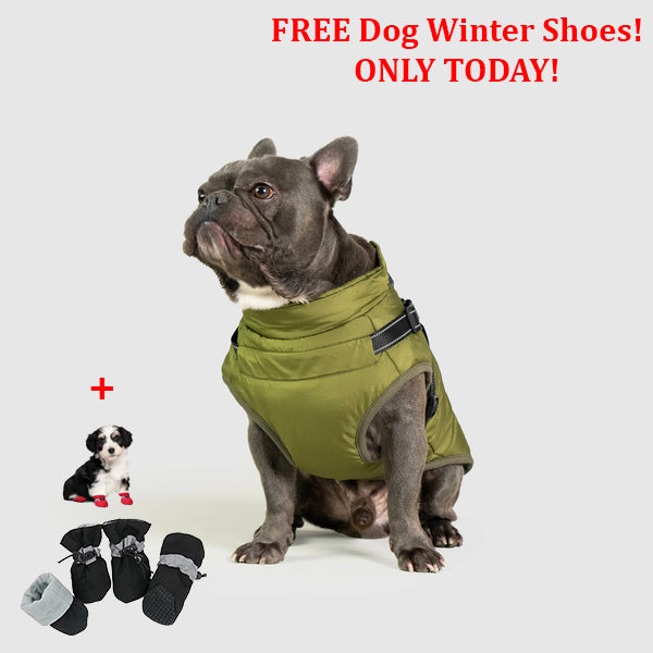 SafePet™ 3 in 1 Jacket + FREE Shoes