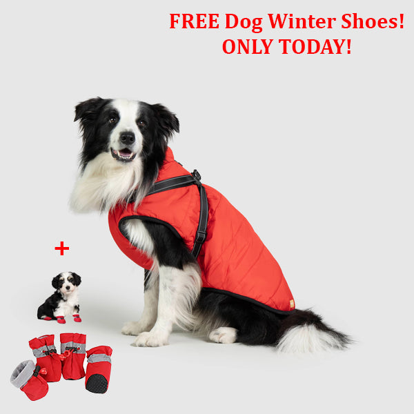 SafePet™ 3 in 1 Jacket + FREE Shoes